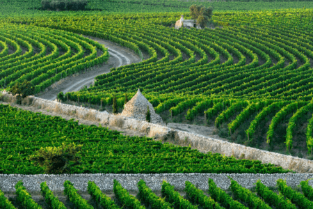 Matrimonio in un vigneto | Masseria Amastuola