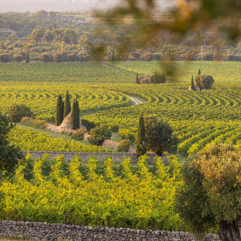 Il Vigneto Giardino più bello del mondo in Amastuola Wine Resort