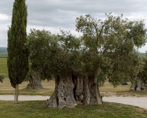 Amastuola (5)
